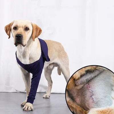 IntiMeg Manchon de Protection Anti-léchage pour Chiens