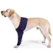 IntiMeg Manchon de Protection Anti-léchage pour Chiens