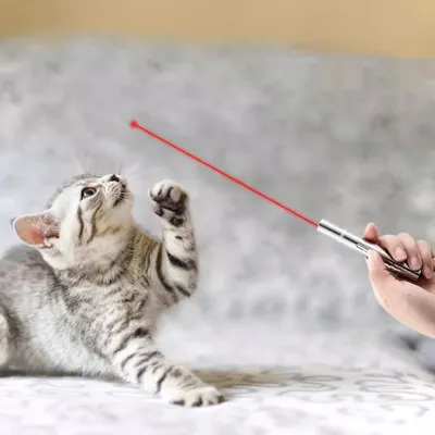 IntiMeg Jouet pour chat avec pointeur laser