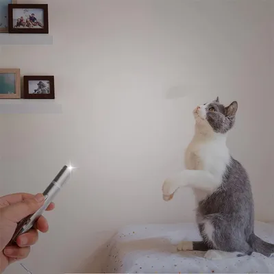 IntiMeg Jouet pour chat avec pointeur laser