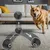 IntiMeg Balle rebondissante intelligente pour chiens