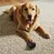 IntiMeg Balle rebondissante intelligente pour chiens