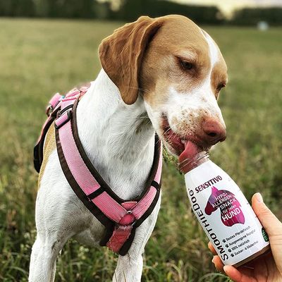 Smoothie Dog - Smoothie pour chiens 250mL