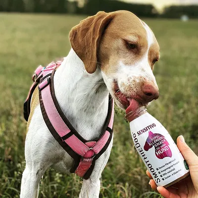 Smoothie Dog - Smoothie pour chiens 250mL