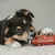 Smoothie Dog - Smoothie pour chiens 250mL