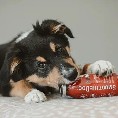 Smoothie Dog - Smoothie pour chiens 250mL