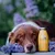 Smoothie Dog - Smoothie pour chiens 250mL Smoothie Dog - Smoothie pour chiens 250mL
