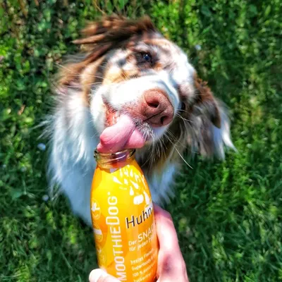 Smoothie Dog - Smoothie pour chiens 250mL Smoothie Dog - Smoothie pour chiens 250mL