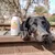 Smoothie Dog - Smoothie pour chiens 250mL Smoothie Dog - Smoothie pour chiens 250mL