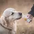 Smoothie Dog - Smoothie pour chiens 250mL Smoothie Dog - Smoothie pour chiens 250mL