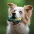 Smoothie Dog - Smoothie pour chiens 250mL Smoothie Dog - Smoothie pour chiens 250mL