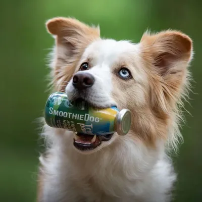 Smoothie Dog - Smoothie pour chiens 250mL Smoothie Dog - Smoothie pour chiens 250mL