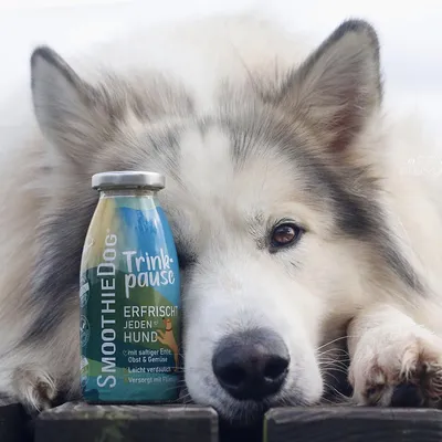 Smoothie Dog - Smoothie pour chiens 250mL Smoothie Dog - Smoothie pour chiens 250mL