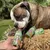 Smoothie Dog - Smoothie pour chiens 250mL Smoothie Dog - Smoothie pour chiens 250mL