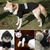 Veste sweat-shirt pour animaux de compagnie Izefia