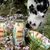 Smoothie Dog - Smoothie pour chiens 250mL Smoothie Dog - Smoothie pour chiens 250mL