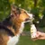 Smoothie Dog - Smoothie pour chiens 250mL Smoothie Dog - Smoothie pour chiens 250mL