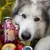 Smoothie Dog - Smoothie pour chiens 250mL Smoothie Dog - Smoothie pour chiens 250mL