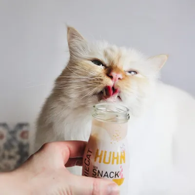 SmoothieCat – Smoothie pour chats 150mL