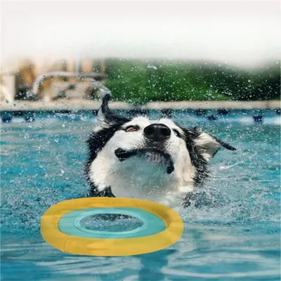 IntiMeg Disque volant pour animaux de compagnie