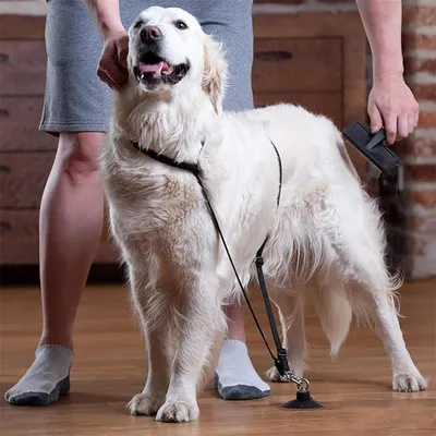 IntiMeg Attache de bain pour chien en nylon doux