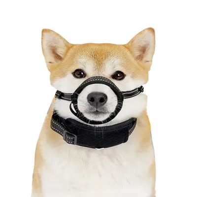 IntiMeg Muselière antidérapante pour chien