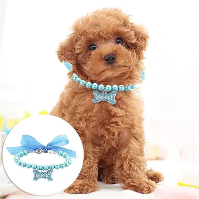 IntiMeg Collier de perles pour chats et chiens