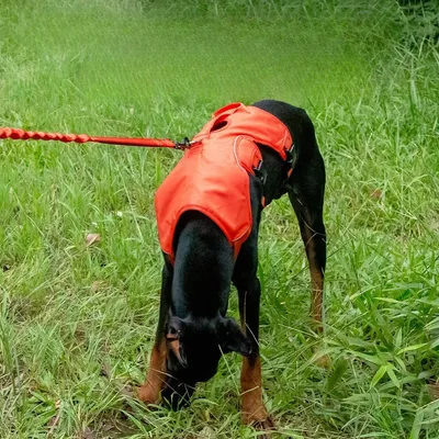 Pet Planet Harnais réfléchissant