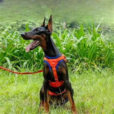 Pet Planet Harnais réfléchissant