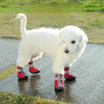 Pet Planet Chaussures de sport pour animaux de compagnie