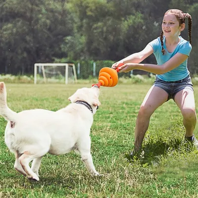 ZenPets Balle à friandises pour chien en forme de ruche