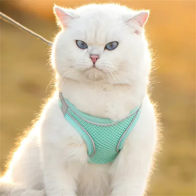 ZenPets Laisse pour chaton Type de sangle