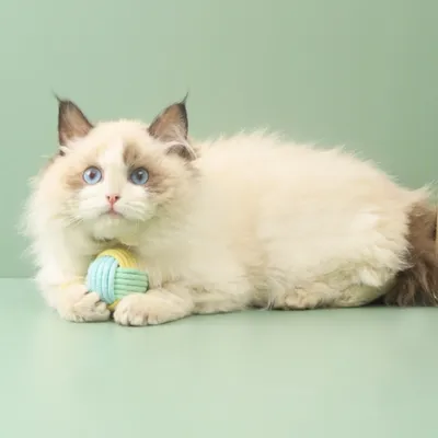 ZenPets Jouet pour chat Macaron Cotton Tether Ball