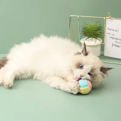 ZenPets Jouet pour chat Macaron Cotton Tether Ball