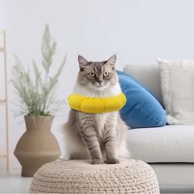 ZenPets Collier anti-léchage en forme de tournesol pour chat et chien