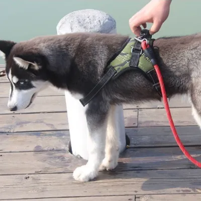 FurryFusion Harnais pour chien