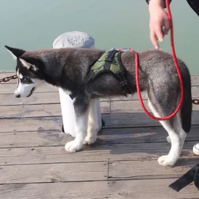 FurryFusion Harnais pour chien