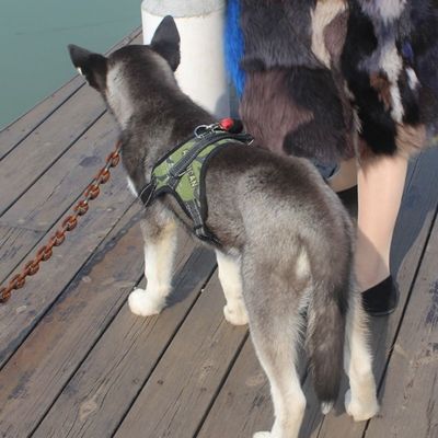 FurryFusion Harnais pour chien