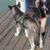 FurryFusion Harnais pour chien