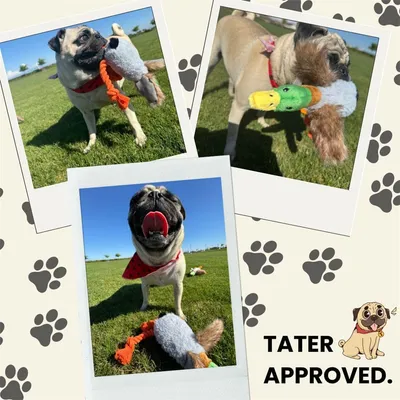 Jouet en peluche canard pour chien Pet Planet