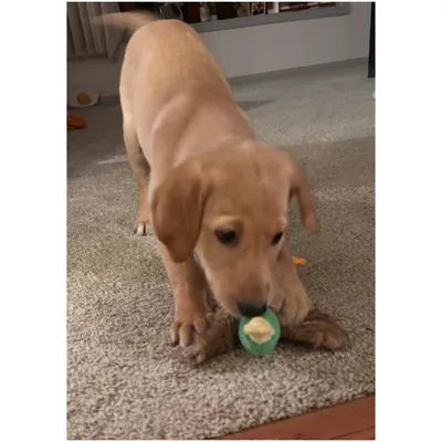 Jouet en peluche canard pour chien Pet Planet