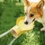 FurryFusion Bouteille d'eau portable pour chien 400ml