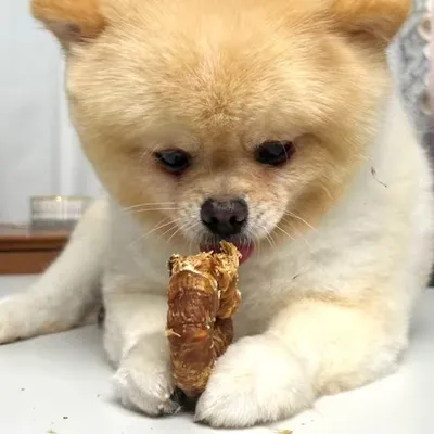 FurryFusion Friandises pour chiens, anneau à mâcher en viande pure