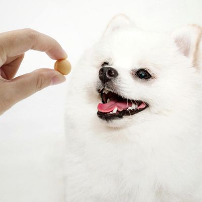 FurryFusion Biscuits pour chiens et chats
