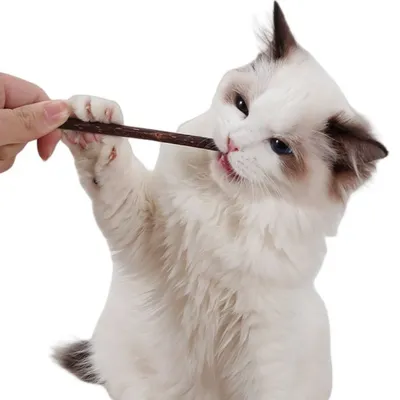 FurryFusion Bâton de Dentition pour Chat