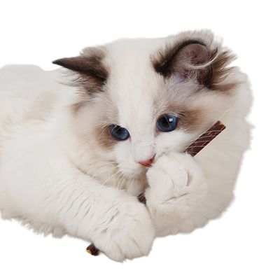 FurryFusion palito para la dentición del gato