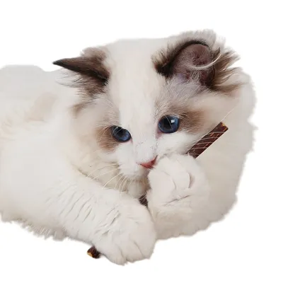FurryFusion palito para la dentición del gato