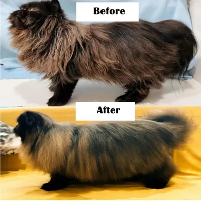 Furry Fusion Brosse autonettoyante pour poils d'animaux