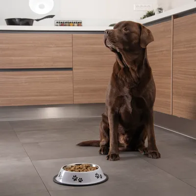 Gamelle ronde anti dérapante