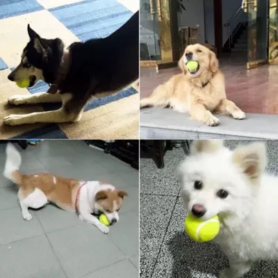 FurryFusion Lot de 3 balles de tennis extensibles pour chien